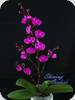 Phal. Queen Beer